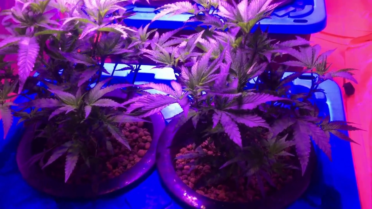 RDWC Week #4 ACMPR Grow