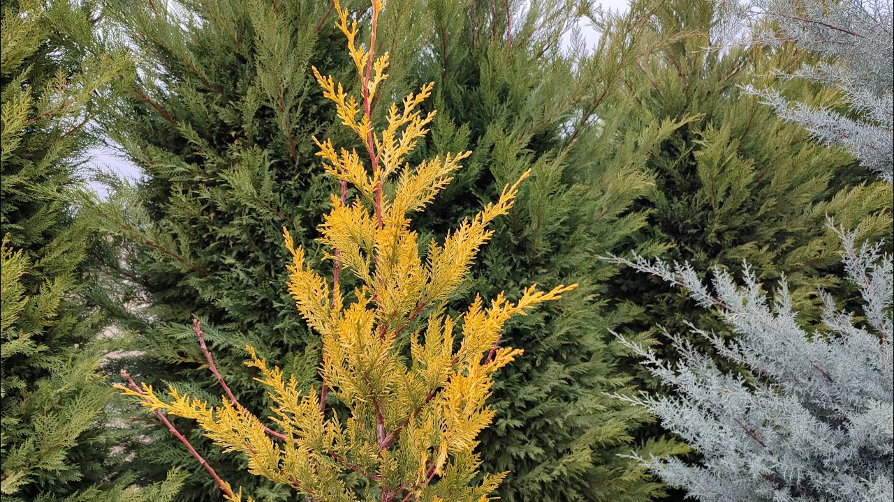 Кипарисовик Лейланда Голд Райдер | Экран конфиденциальности Golden Conifer