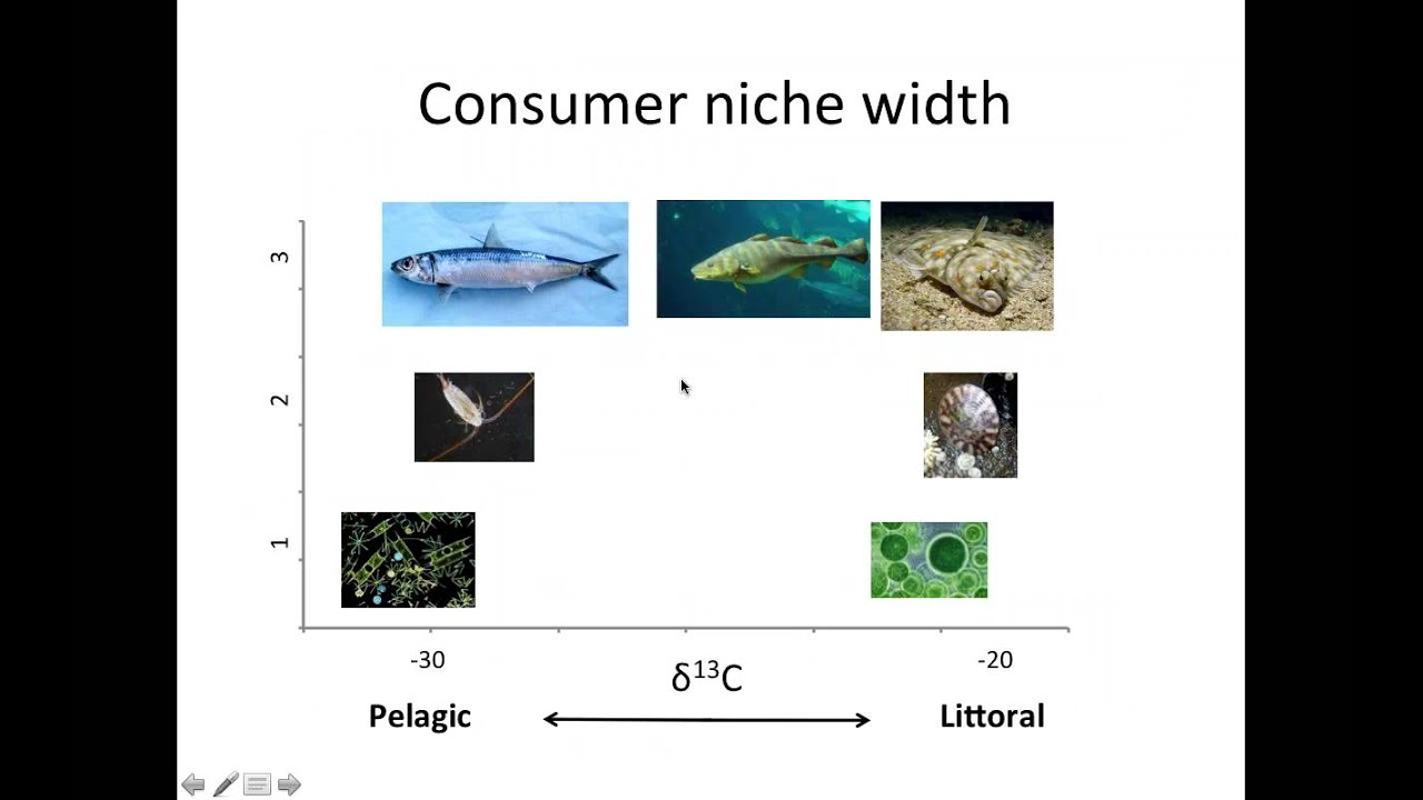 Stable Isotopes and the Food Web
