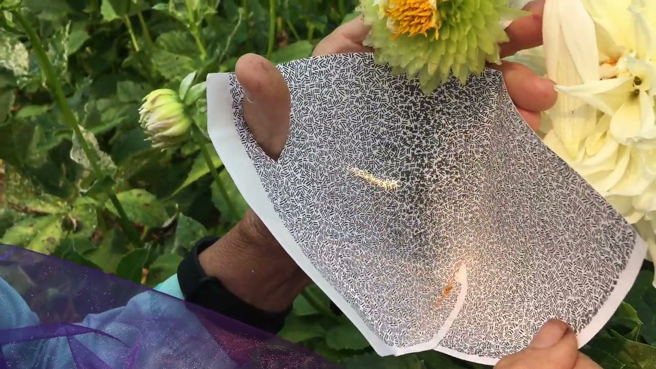 160. Hand Pollination, the First and Second Parts.