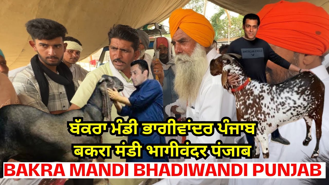 बकरा मंडी भागीवंदर पंजाब BAKRA MANDI BHADIWANDI PUNJAB ਬੱਕਰਾ ਮੰਡੀ ਭਾਗੀਵਾਂਦਰ ਪੰਜਾਬ #bakramandi