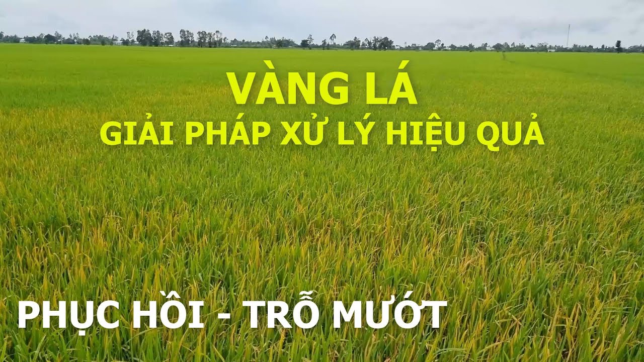 VÀNG LÁ VÀ GIẢI PHÁP XỬ LÝ HIỆU QUẢ PHỤC HỒI ĐỂ LÚA TRỖ