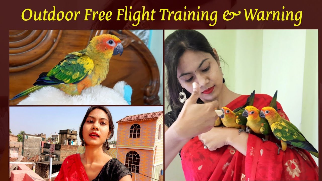 Outdoor Free Flight Training & Warning|| How to Train Your Bird to Fly Free?||My Sun Conure Training