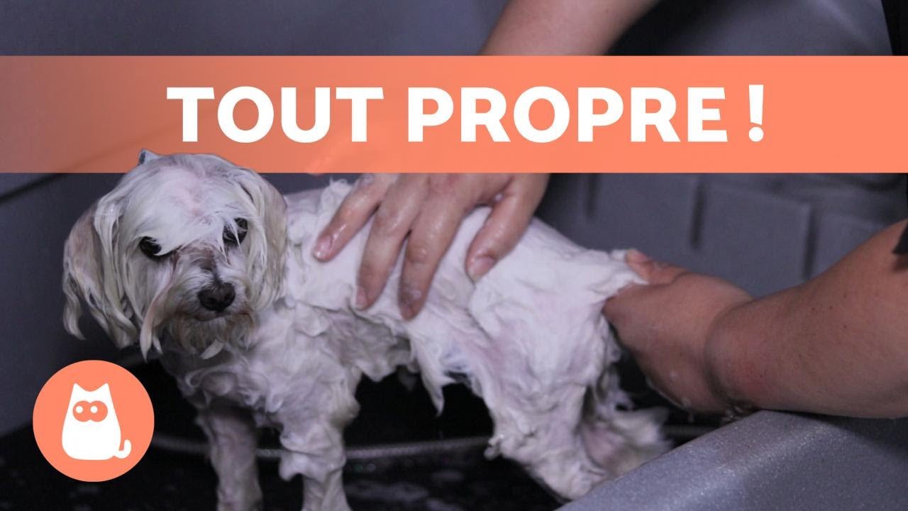 Comment LAVER un CHIEN &agrave; la MAISON ? 🐶🚿 (Technique professionnelle)