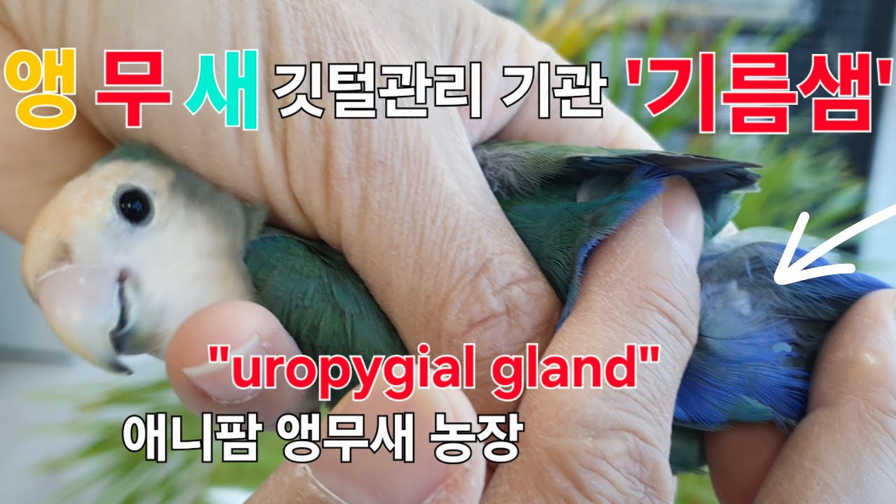 앵무새(조류) '기름샘' 기관 