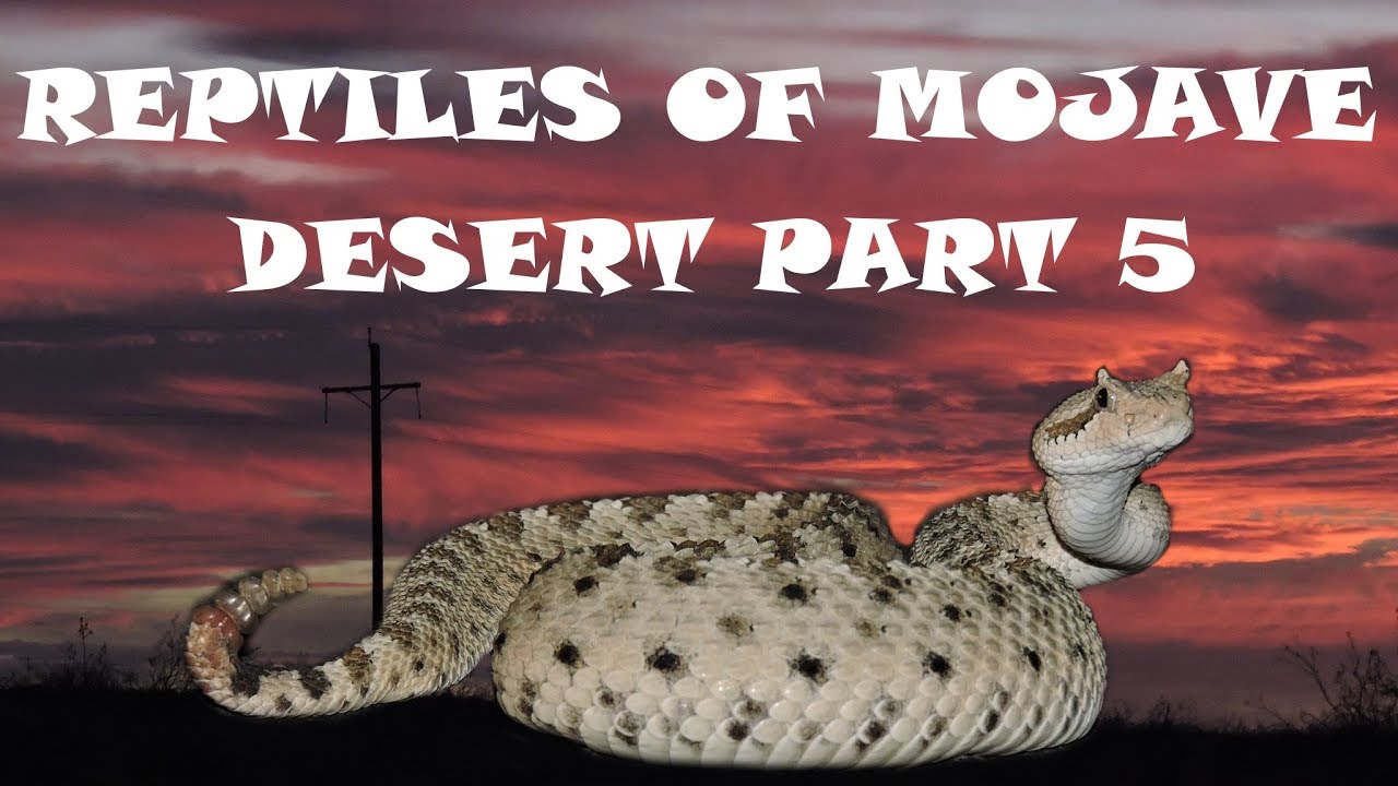 Reptiles of the Mojave Desert Part 5, Herping