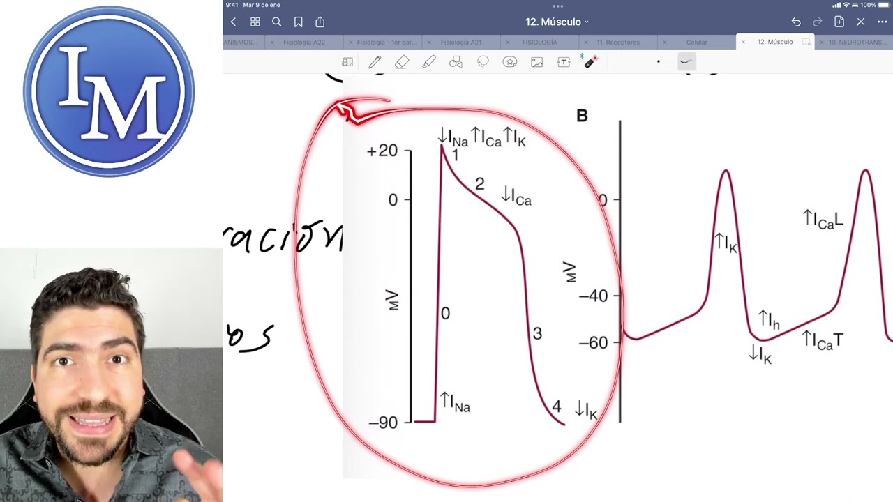 Fisiología clase 12.3 | Músculo Cardíaco