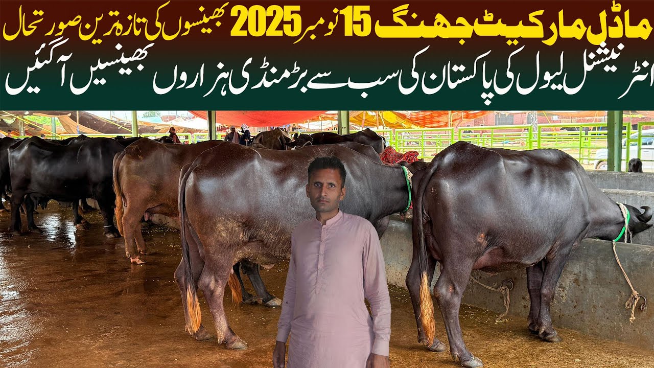 Today Model Cattle Market Jhang 15 November 2025 Update | Nili Ravi Buffalo | Online Janwar Mandi