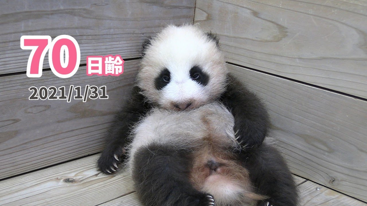 【パンダの赤ちゃん】木箱の隅でうとうとと…（70日齢）