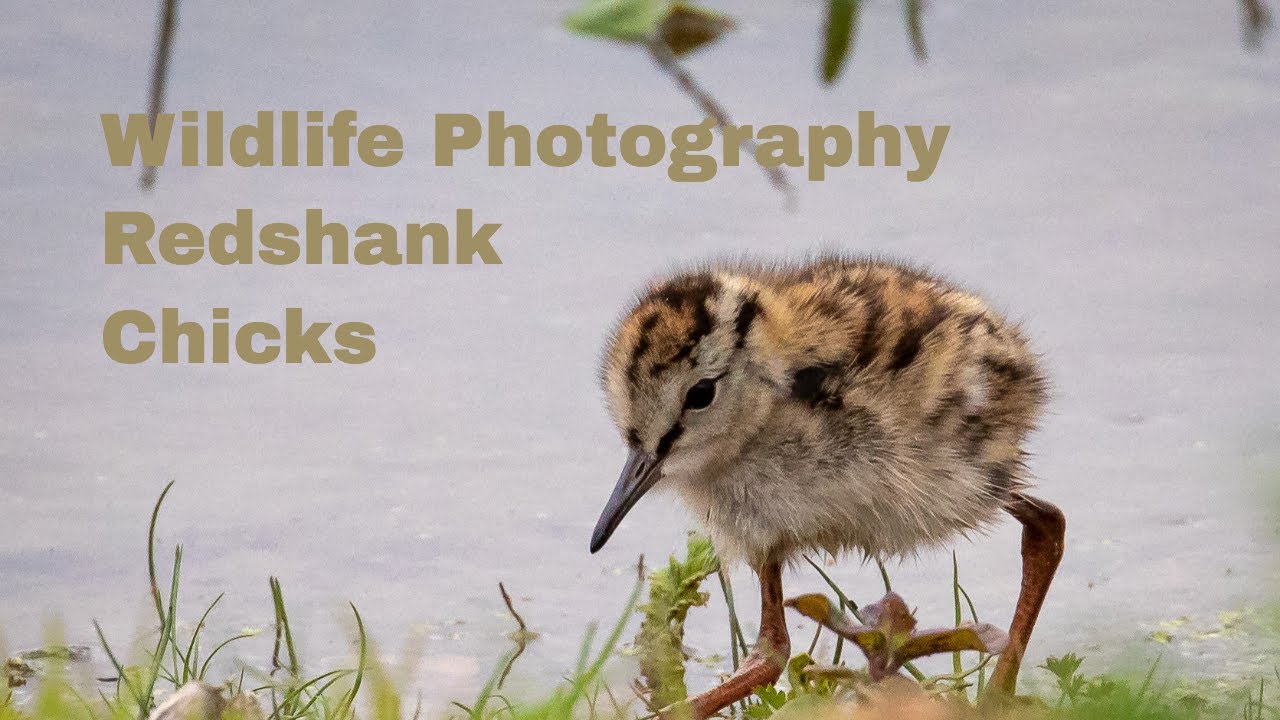 Bird Photography Photographing Redshank Chicks - Wildlife Photography, Redshanks