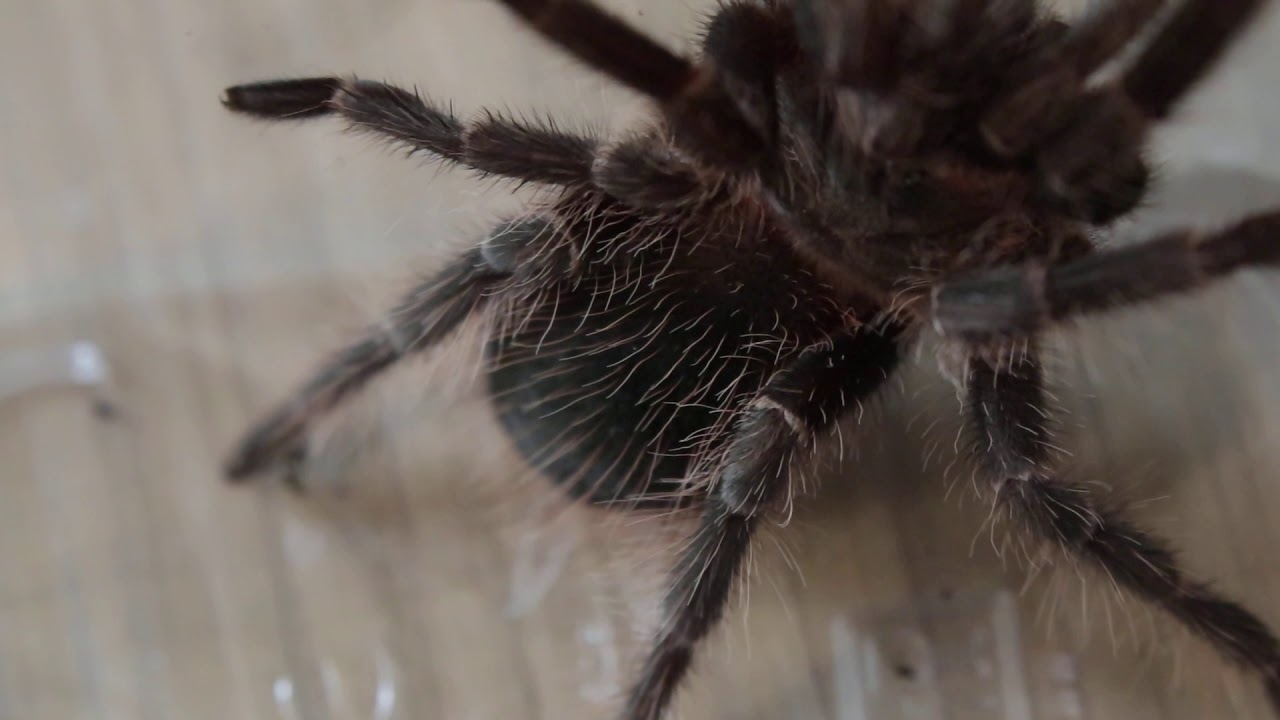 Lasidora parahybana - Salmon Pink Birdeater.