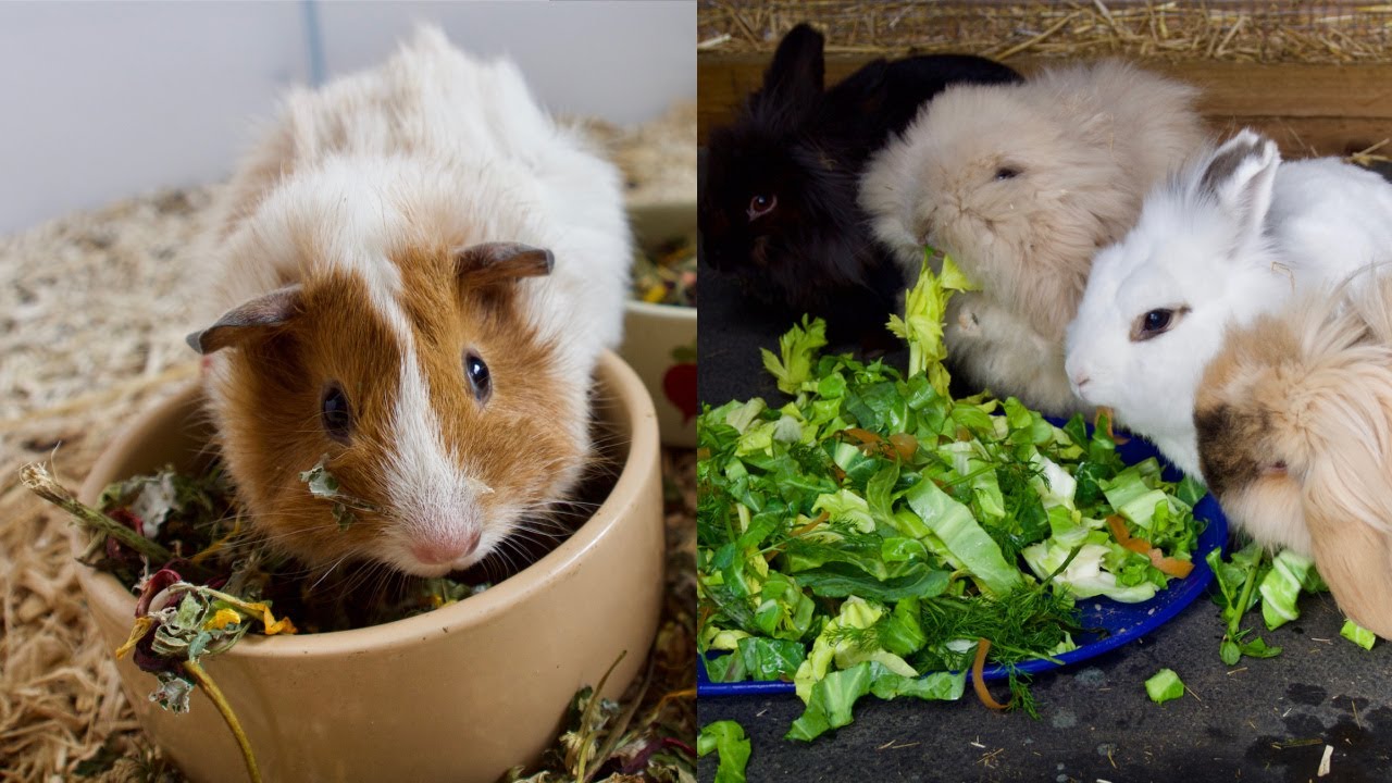 How To: Natural Diet For Rabbits & Guinea Pigs