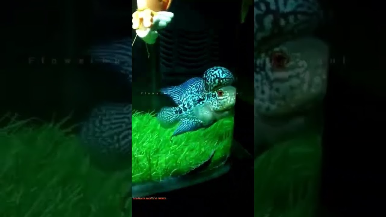 FLOWERHORN DINDIGUL | Monster kok kml⚡ #customerupdate🥳#aquarium #flowerhorn #flowerhorn_fish #sold