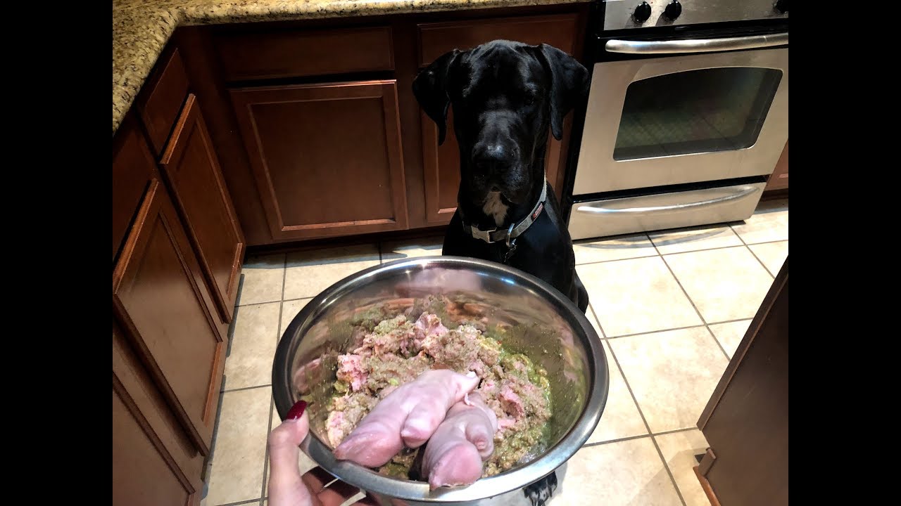 Great Dane eats Pig feet! | ASMR | Can dogs eat pig feet?