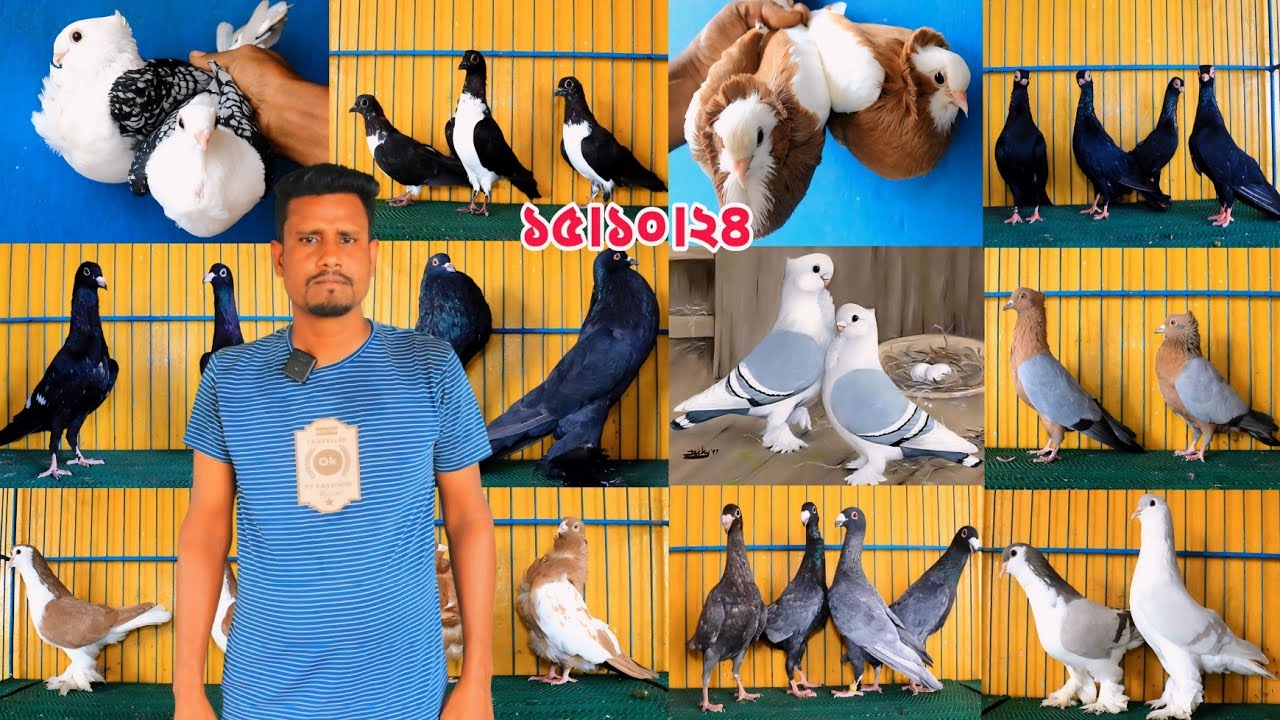 বকুল ভাইয়ের খামারের সব কবুতর বিক্রি হবে। সবচেয়ে কম দামে লাহোরি কবুতর কিনুন