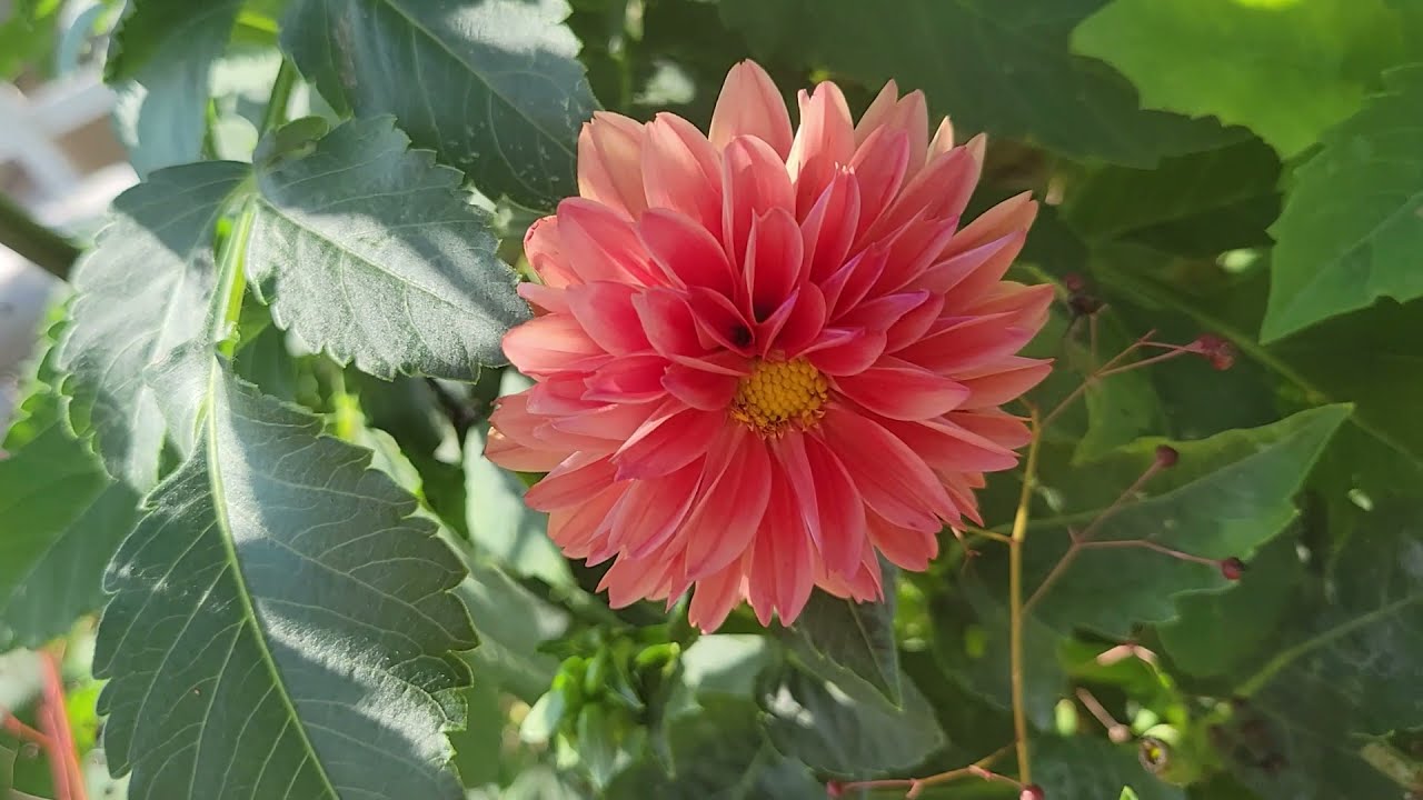 End of Summer Full Garden Tour / August 2021 / Raised Vegetable & Container Gardening / Harvest