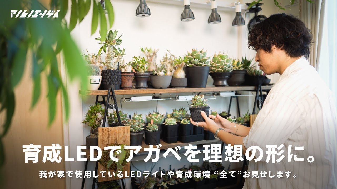 環境を整えてアガベを理想の形に。実際の育成例と結果もお見せします！｜アガベ｜Agave｜多肉植物｜植物育成ライト