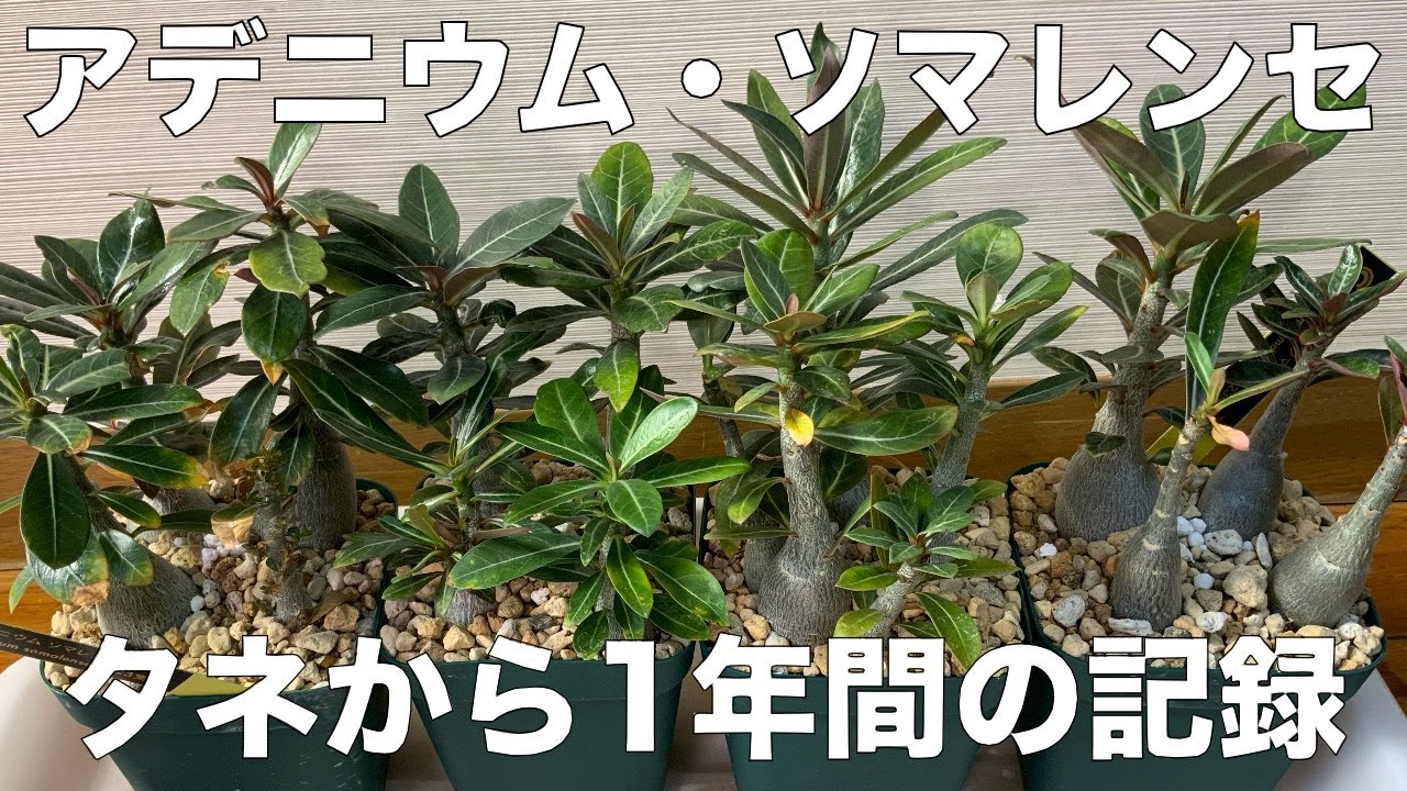 【失敗談】アデニウム・ソマレンセ実生1年の記録（レア入り）