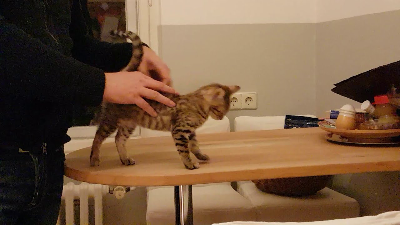 Amy's (keine Bengalkatze), die kleine Ocicat Katze, erster Tag im neuen Zuhause