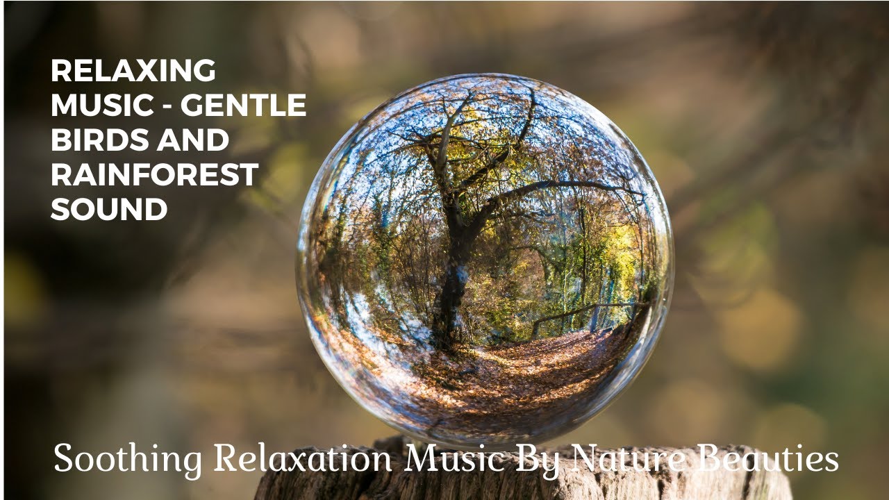 Relaxing Music-Gentle Birds Chirping & Rainforest Sound - Sleep, Yoga, Meditation, Relaxation Music.