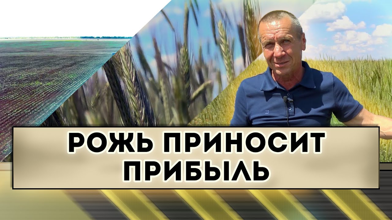 Рожь приносит прибыль