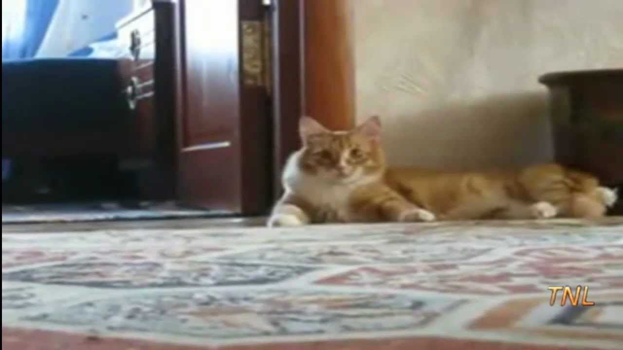 Fail Compilation February 2012 || TNL