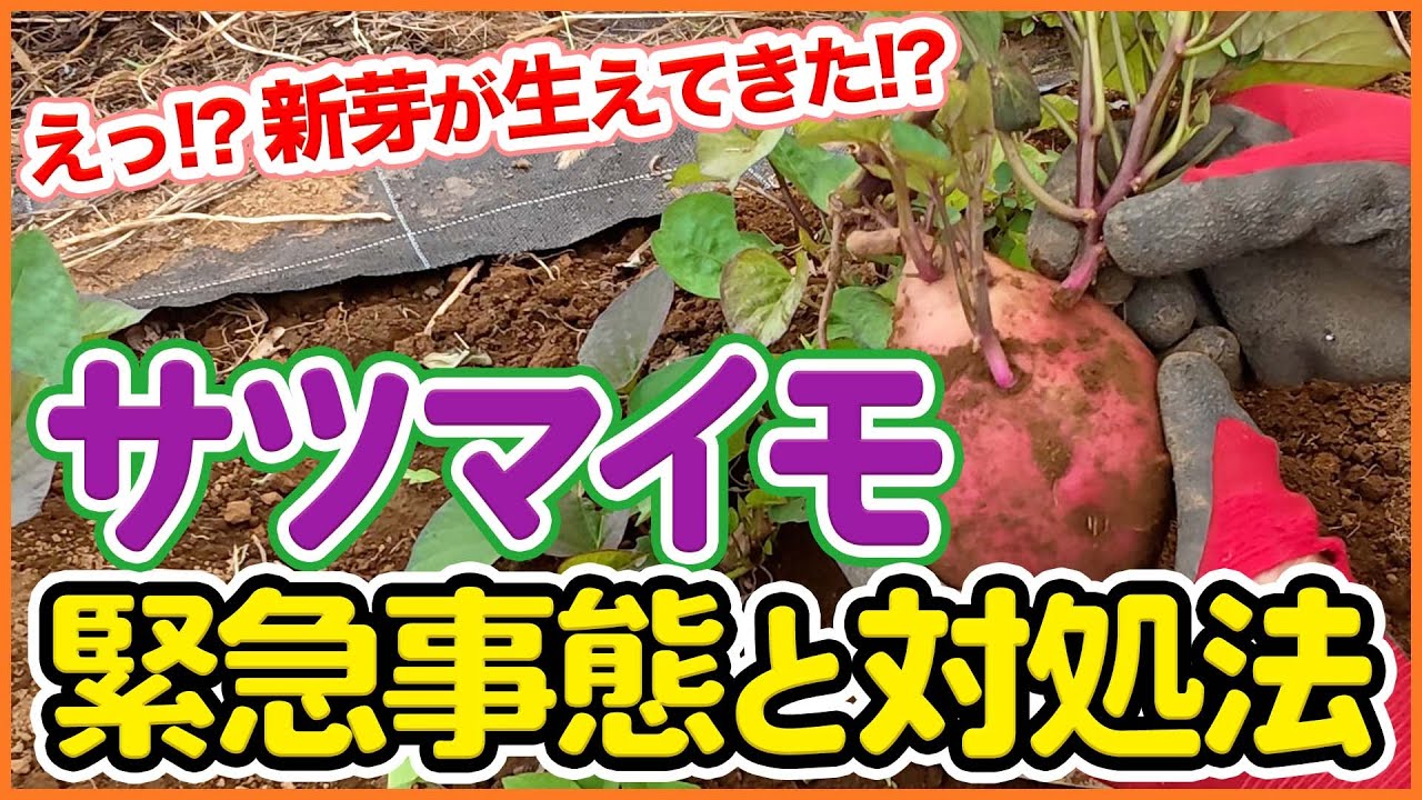 サツマイモの収穫タイミングは今！つると葉のカットはNG？有効活用法も紹介！【農園ライフ】【シェア畑】