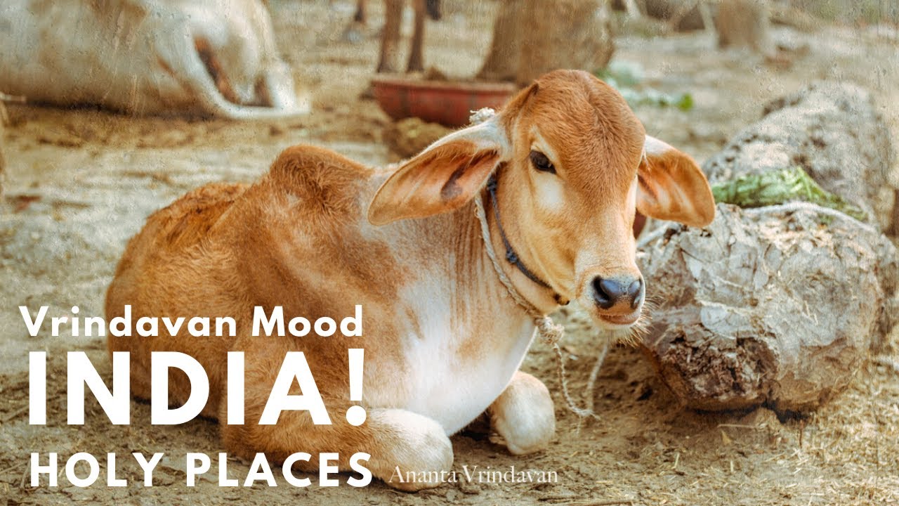 Vrindavan Dham Videos