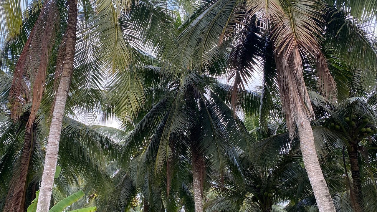 Về Quê