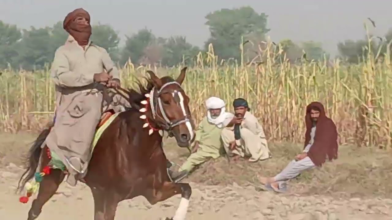 Horse rehearsal try race today|horse race event in punjab|ralai famous horse