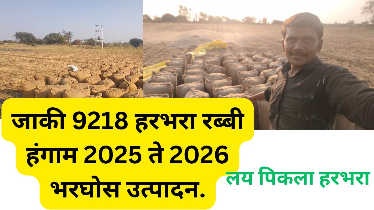 जाकी 9218 हरभरा रब्बी हंगाम 2025 ते 2026 भरघोस उत्पादन!! लय पिकाला हरभरा @ApliMati