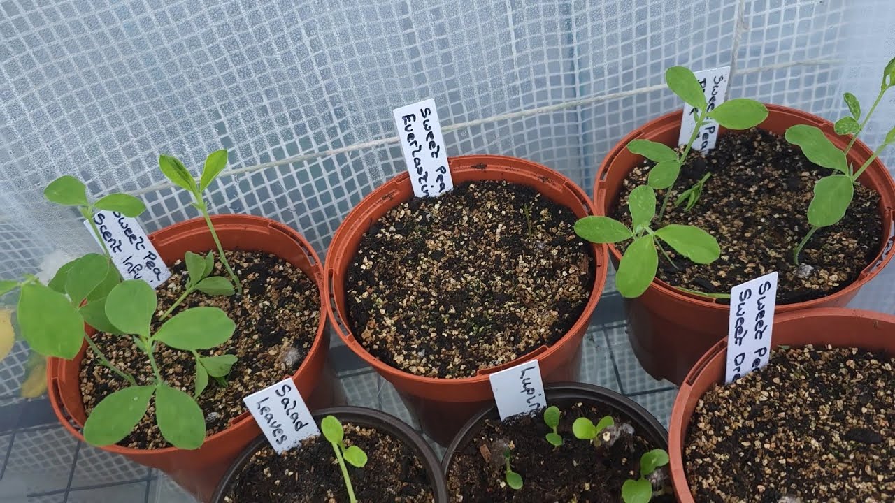 Update On Propagator Boxes