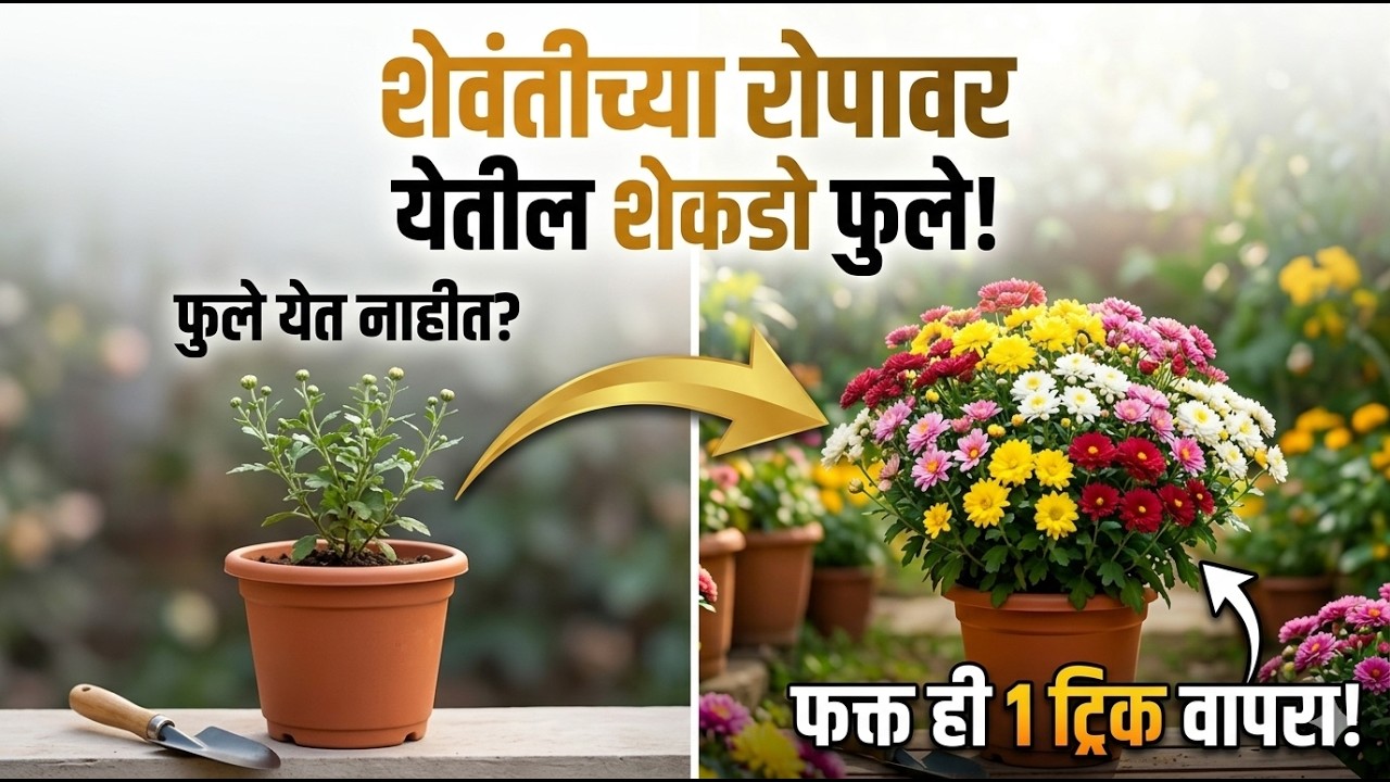 शेवंतीच्या एका झाडापासून बनवा शेकडो रोपे 