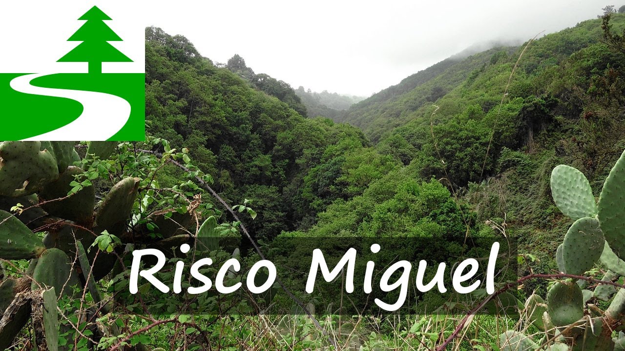 Risco Miguel: wandern im Lorbeerwald auf Teneriffa