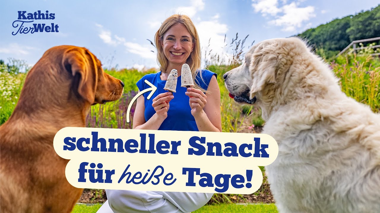 DIY: Hundeeis mit 4 Zutaten - einfaches Rezept zum selber machen