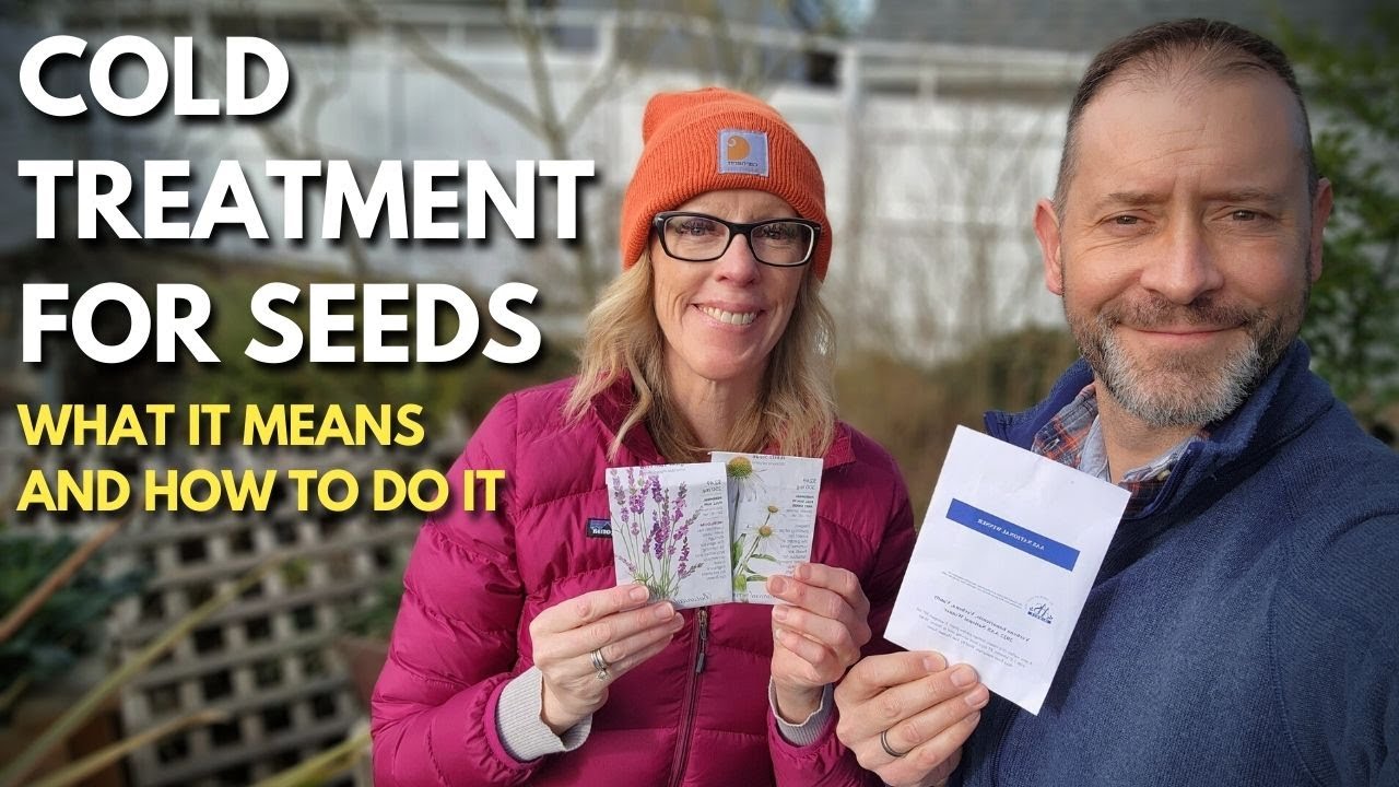 Холодная стратификация семян вербены, лаванды и эхинацеи 🌱