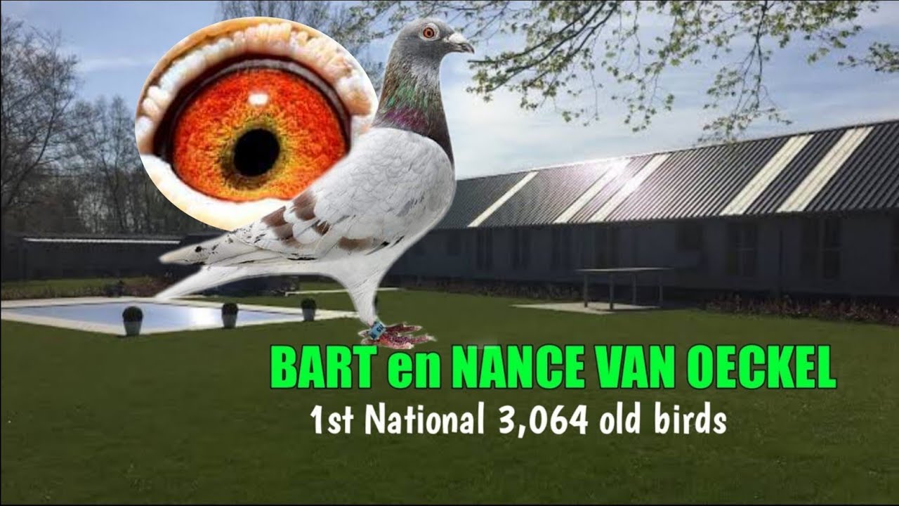 BART en NANCE VAN OECKEL - 1st National Tulle 3,064 old birds