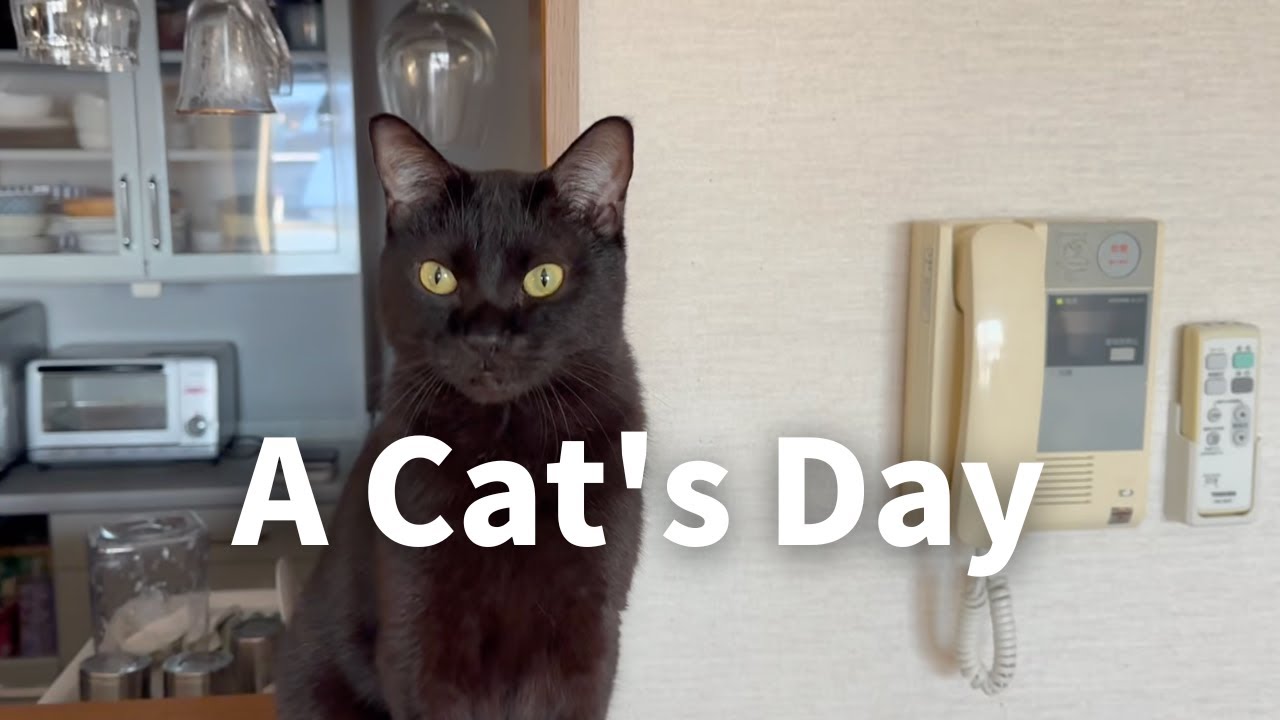 Daily Life in Japan🇯🇵The Cat's Cozy Day