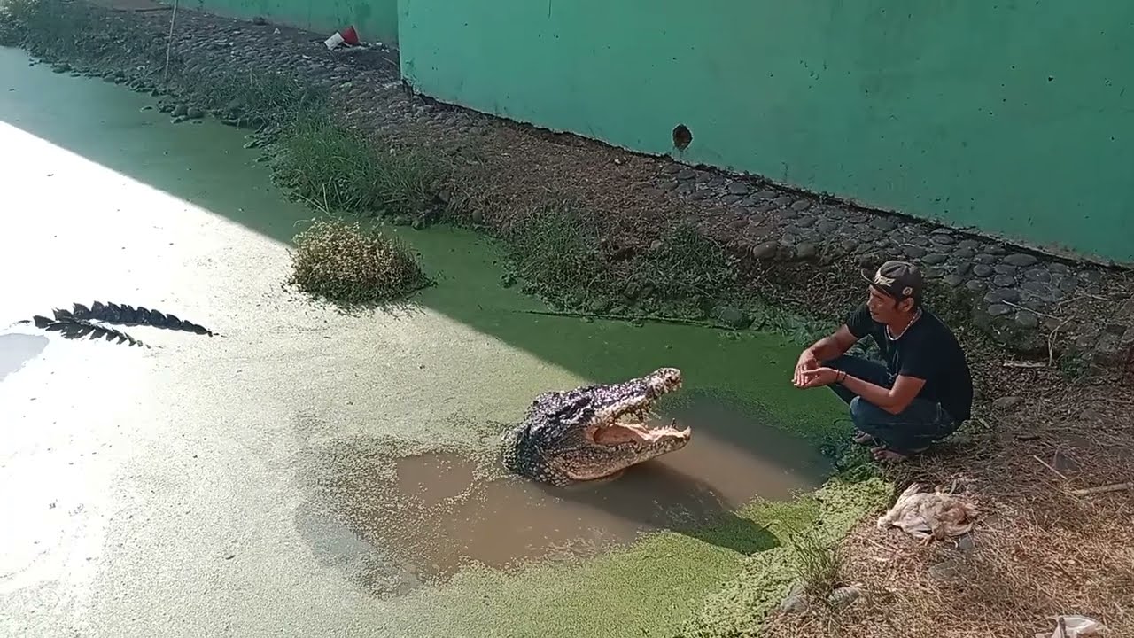 AWAS BAHAYA ‼️AKSI KANG CIMENG PANGGIL BUAYA JACKY , PENANGKARAN BUAYA BLANAKAN @ayangmamih