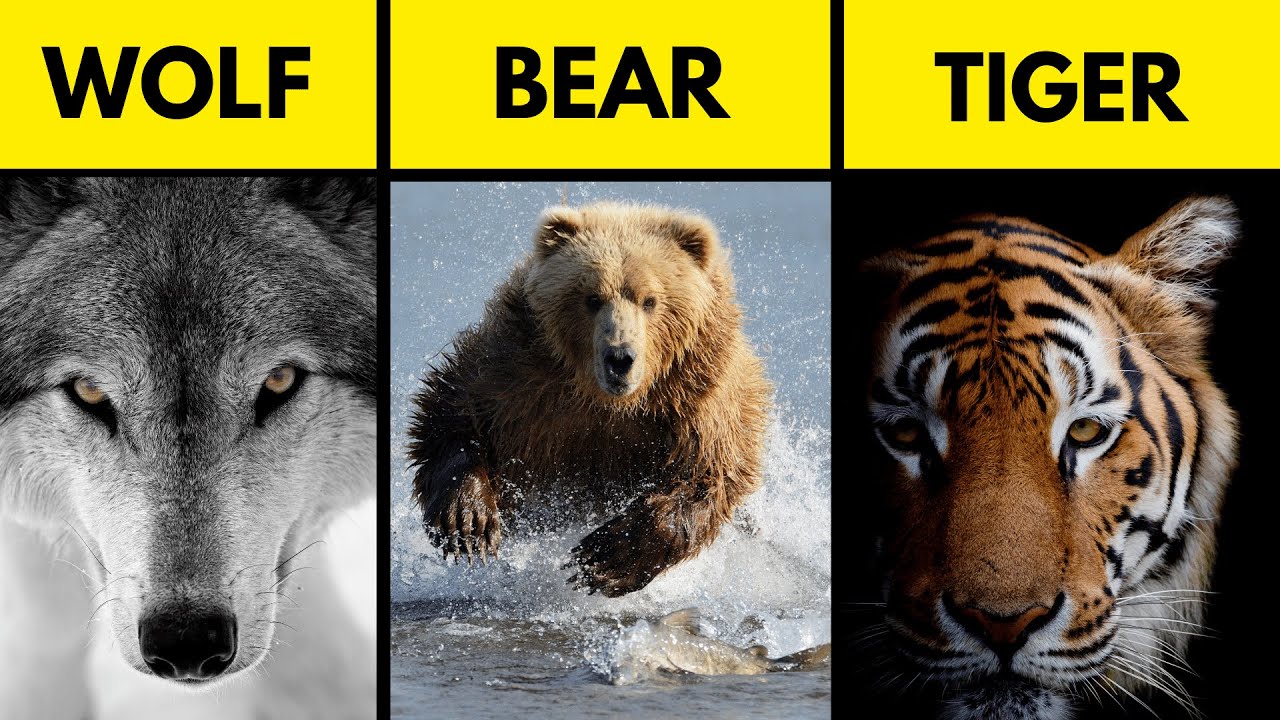 Which Animal Protects You In Your Sleep / Dreams? | Fantasy Quiz