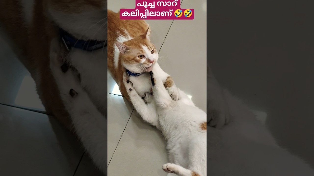 എന്നാലും വെറുതെ വിടാൻ ഉദ്ദേശമില്ല.. 🤣🤣#ytshorts#catshorts#catvideos#trending#viralshorts
