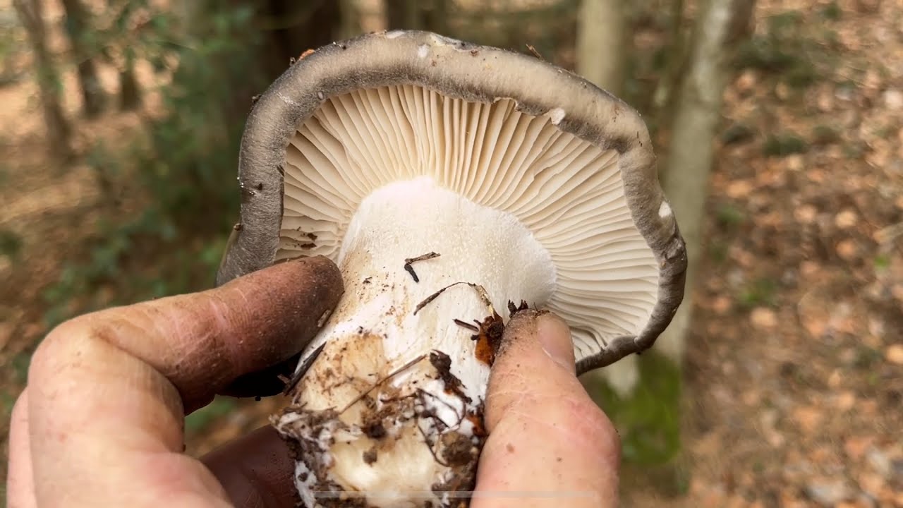 EXPLOSIÓN DE MARZUELOS 😱 (Hugrophorus Marzuolus) en Febrero 2025, 🤩Excelente comestible 🤩
