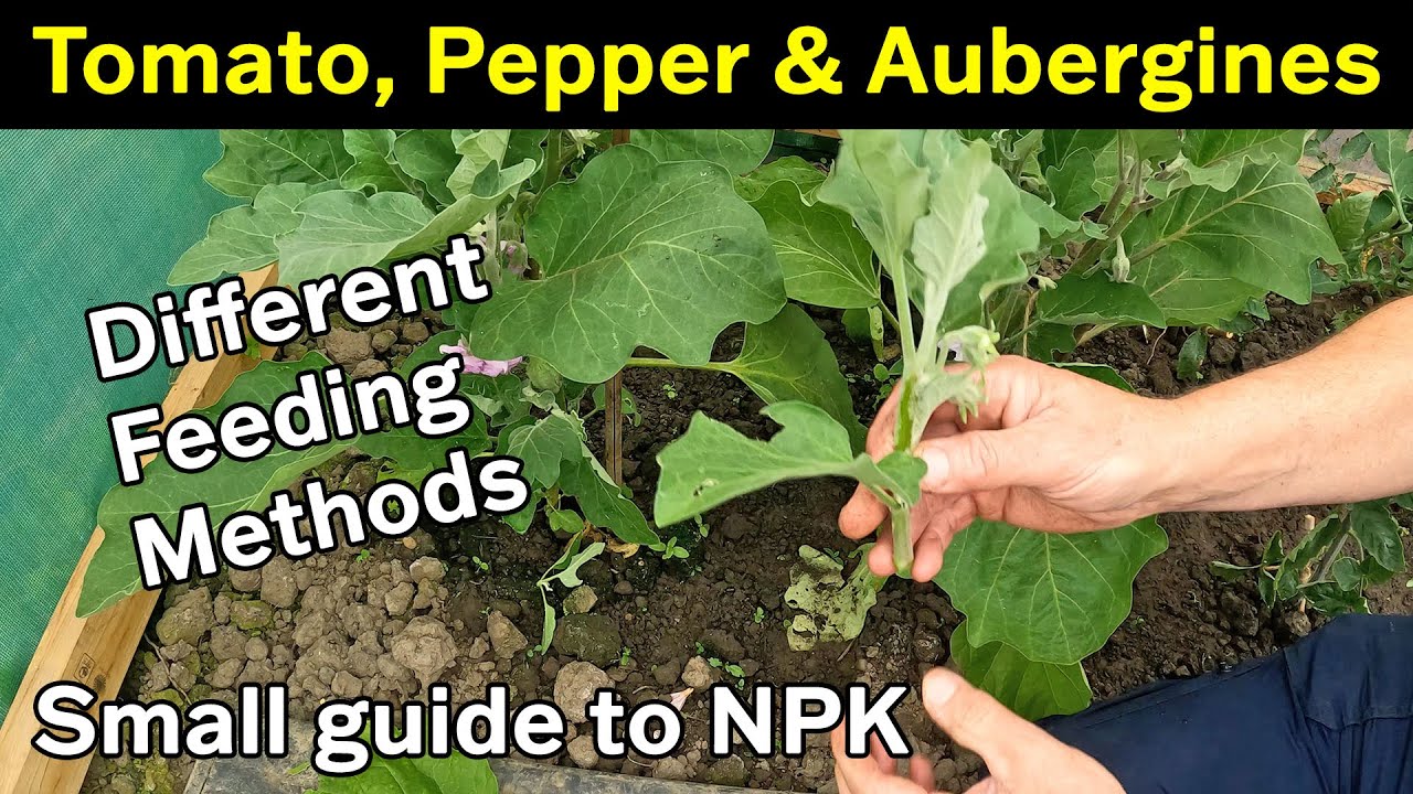 Tomato Feeding | Pepper and Aubergine Maintenance | NPK Overview | Green Side Up