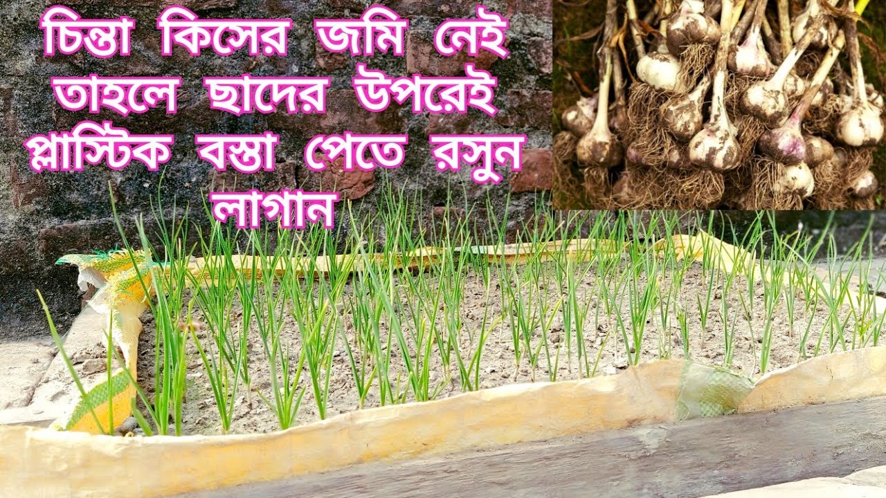 ছাদের উপরে প্লাস্টিক বস্তা পেতে কিভাবে রসুন লাগাবেন || Garlic 🧄 #gardeningwithwashim