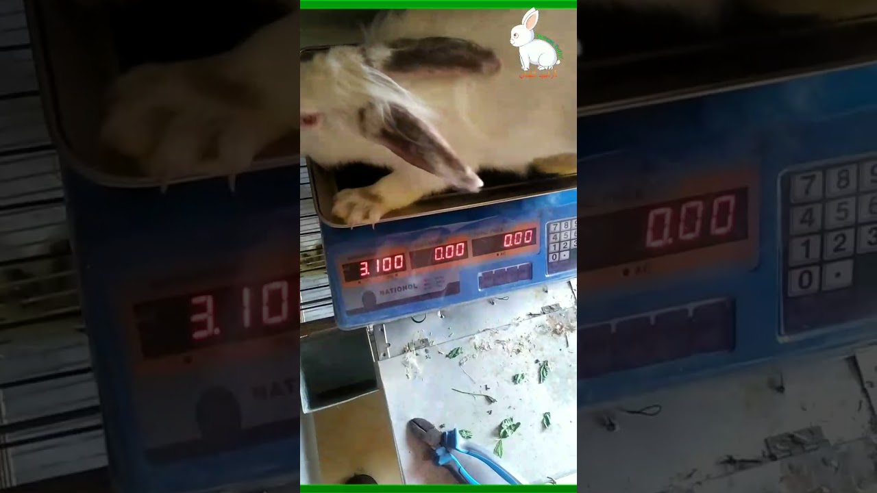 فيديو الفرحه يالا بينا نفطم الارانب ونعرف امتى نفطم وكميه العلف بالنسبه للفطام