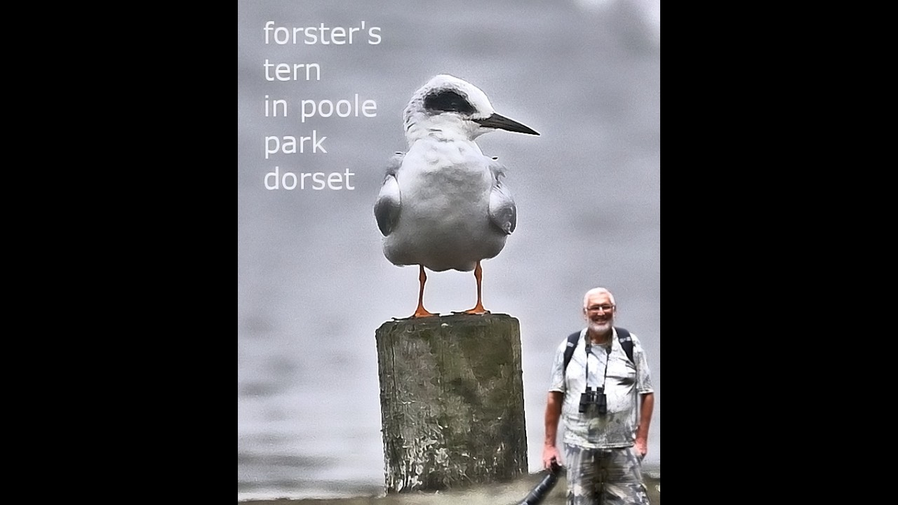 a forsters tern seen in Poole park Dorset over the past couple of days by many people, very nice..