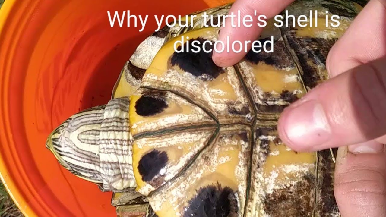 3 reasons your red ear slider turtle's shell is discolored and how to make remove shell algae