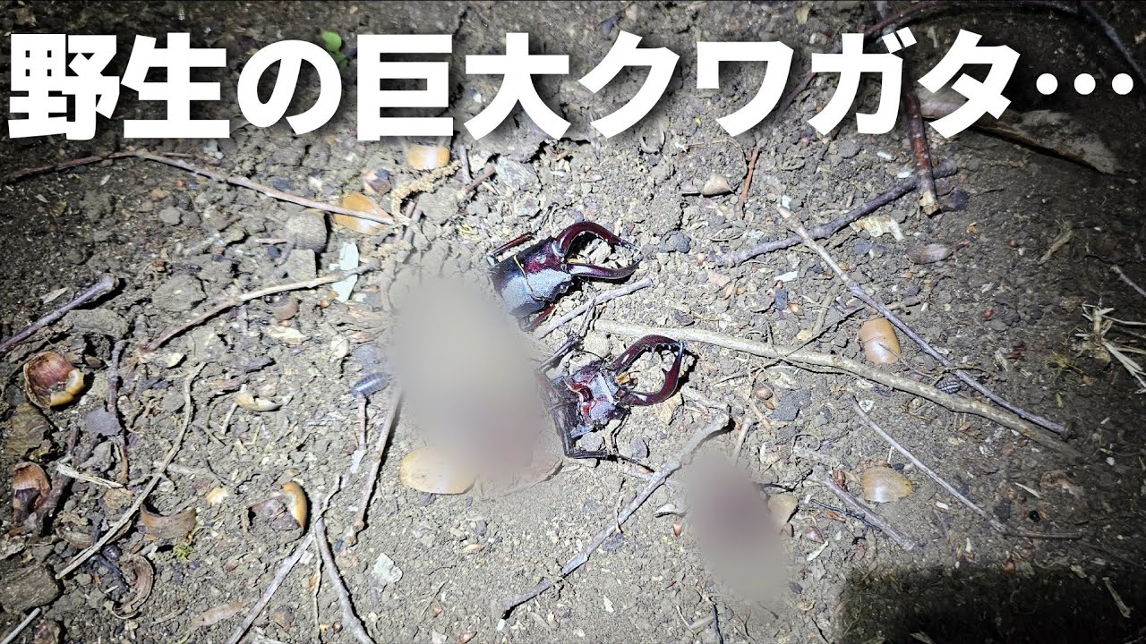 都内でクワガタが大量発生している雑木林で40分採集した結果