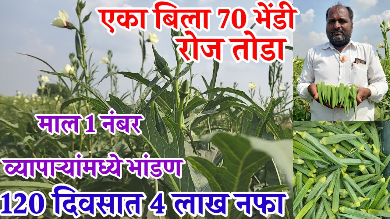 भेंडी_शेती,माल 1 नंबर,व्यापाऱ्यांमध्ये भांडणे,4 महिन्यात 4 लाख,व्हायरस गायब,Leady_finger,visionvarta
