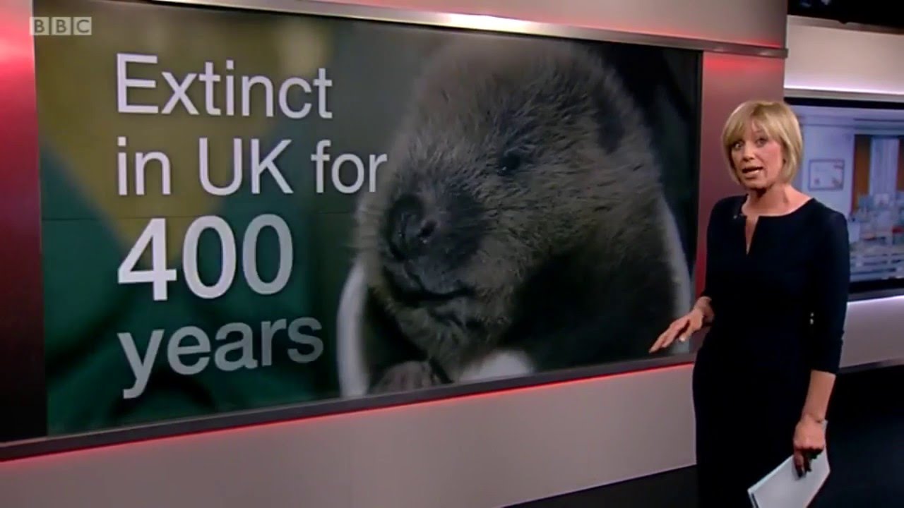 Wild beavers rewilding Kent